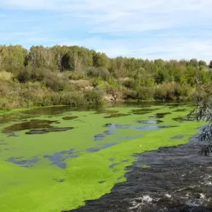 Евгленовие водорості: види, будова і загальна характеристика