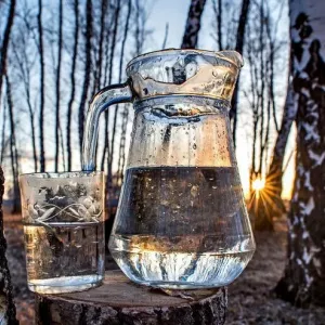 Як приготувати березовий сік в домашніх умовах: рецепти і корисні поради