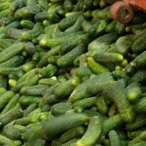 Огірок пучкове пишність: фото і опис сорту, відгуки