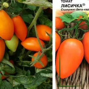 Томат лисичка: фото з описом, характеристика сорту, відгуки