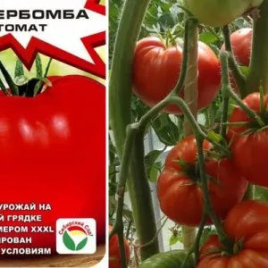 Томат супербомба: фото з описом, характеристика сорту, врожайність, відгуки